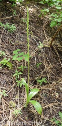 Alaska rein orchid (<em>Platanthera unalascensis</em>)