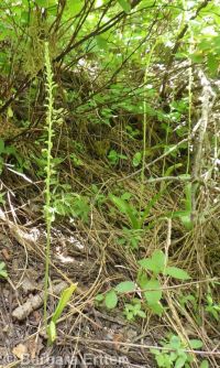 Alaska rein orchid (<em>Platanthera unalascensis</em>)