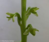 Alaska rein orchid (<em>Platanthera unalascensis</em>)
