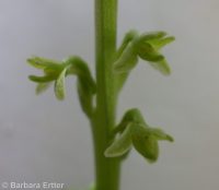 Alaska rein orchid (<em>Platanthera unalascensis</em>)