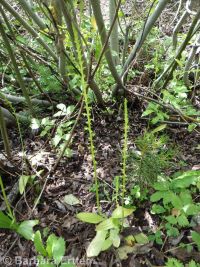 Alaska rein orchid (<em>Platanthera unalascensis</em>)