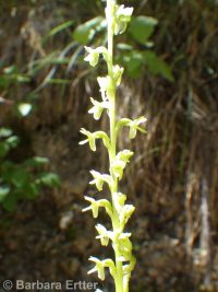 Alaska rein orchid (<em>Platanthera unalascensis</em>)