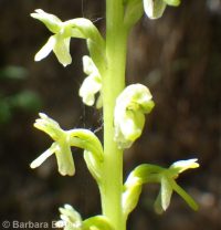 Alaska rein orchid (<em>Platanthera unalascensis</em>)