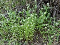 longhorn plectritis, wedding-cake plant (<em>Plectritis macrocera</em>)