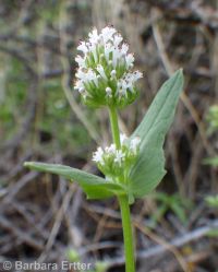 longhorn plectritis, wedding-cake plant (<em>Plectritis macrocera</em>)