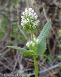 longhorn plectritis, wedding-cake plant (<em>Plectritis macrocera</em>)