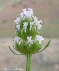 longhorn plectritis, wedding-cake plant (<em>Plectritis macrocera</em>)