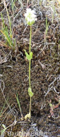 longhorn plectritis, wedding-cake plant (<em>Plectritis macrocera</em>)