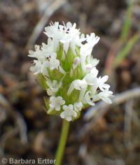 longhorn plectritis, wedding-cake plant (<em>Plectritis macrocera</em>)