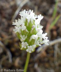 longhorn plectritis, wedding-cake plant (<em>Plectritis macrocera</em>)