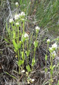 longhorn plectritis, wedding-cake plant (<em>Plectritis macrocera</em>)