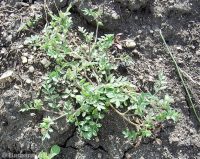 annual polemonium, littlebells (<em>Polemonium micranthum</em>)