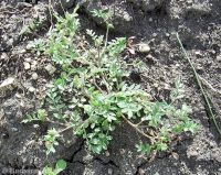 annual polemonium, littlebells (<em>Polemonium micranthum</em>)