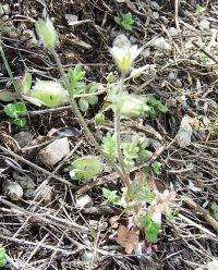 annual polemonium, littlebells (<em>Polemonium micranthum</em>)