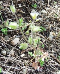 annual polemonium, littlebells (<em>Polemonium micranthum</em>)