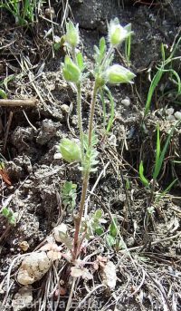 annual polemonium, littlebells (<em>Polemonium micranthum</em>)
