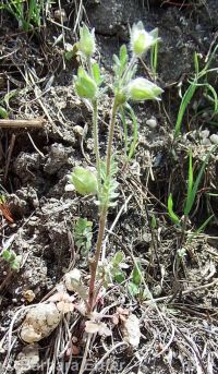 annual polemonium, littlebells (<em>Polemonium micranthum</em>)