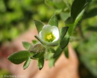 annual polemonium, littlebells (<em>Polemonium micranthum</em>)
