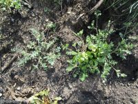 annual polemonium, littlebells (<em>Polemonium micranthum</em>)