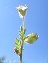 annual polemonium, littlebells (<em>Polemonium micranthum</em>)