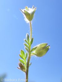 annual polemonium, littlebells (<em>Polemonium micranthum</em>)