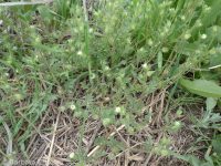 annual polemonium, littlebells (<em>Polemonium micranthum</em>)