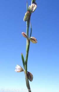 Douglas's knotweed (<em>Polygonum douglasii</em>)