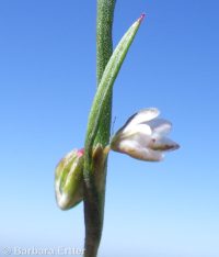 Douglas's knotweed (<em>Polygonum douglasii</em>)