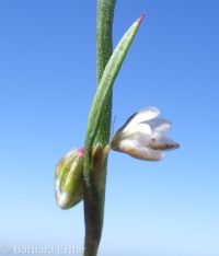 Douglas's knotweed (<em>Polygonum douglasii</em>)