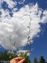 Douglas's knotweed (<em>Polygonum douglasii</em>)