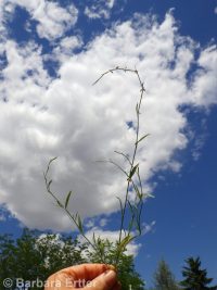 Douglas's knotweed (<em>Polygonum douglasii</em>)