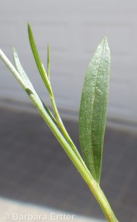 Douglas's knotweed (<em>Polygonum douglasii</em>)