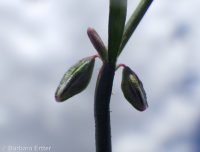 Douglas's knotweed (<em>Polygonum douglasii</em>)