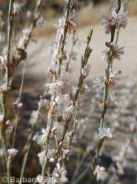wiry knotweed (<em>Polygonum majus</em>)