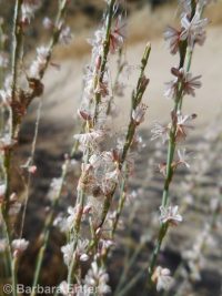 wiry knotweed (<em>Polygonum majus</em>)