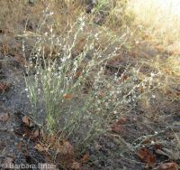 wiry knotweed (<em>Polygonum majus</em>)