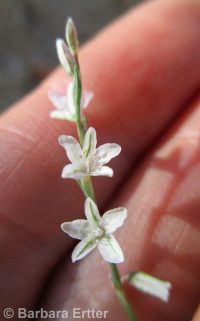 wiry knotweed (<em>Polygonum majus</em>)