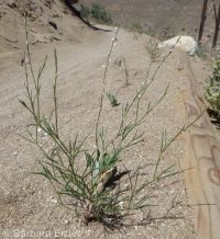 wiry knotweed (<em>Polygonum majus</em>)