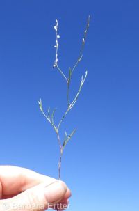 wiry knotweed (<em>Polygonum majus</em>)