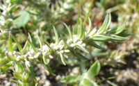 Watson's, close-flowered, or fruitleaf knotweed (<em>Polygonum polygaloides ssp. confertiflorum</em>)