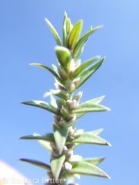 Watson's, close-flowered, or fruitleaf knotweed (<em>Polygonum polygaloides ssp. confertiflorum</em>)