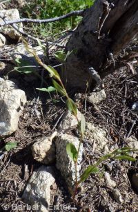 sublime knotweed (<em>Polygonum sawatchense ssp. oblivium</em>)