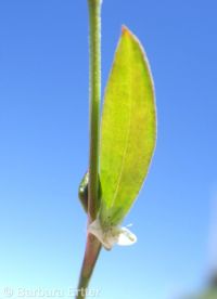 sublime knotweed (<em>Polygonum sawatchense ssp. oblivium</em>)