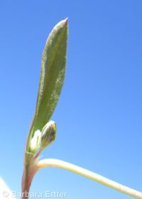 sublime knotweed (<em>Polygonum sawatchense ssp. oblivium</em>)
