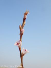 sublime knotweed (<em>Polygonum sawatchense ssp. oblivium</em>)