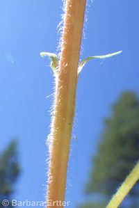 biennial or Greene's cinquefoil (<em>Potentilla biennis</em>)