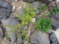 biennial or Greene's cinquefoil (<em>Potentilla biennis</em>)