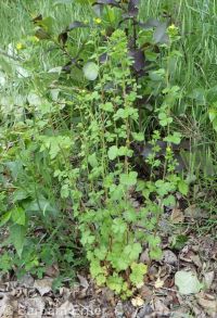 biennial or Greene's cinquefoil (<em>Potentilla biennis</em>)