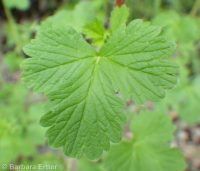 biennial or Greene's cinquefoil (<em>Potentilla biennis</em>)