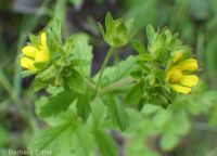 biennial or Greene's cinquefoil (<em>Potentilla biennis</em>)